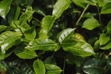 Yeşil çay bud ve taze yaprakları kadar kapatın. Çay tarlaları. Küçük yeşil arka plan derinliği
