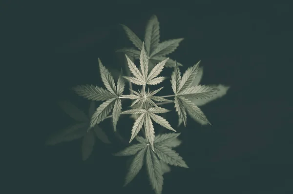 Cannabis plant in a pot on a black background, top view. Leaves of marijuana top view — Stock Photo, Image