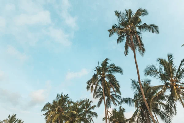 Beau coucher de soleil tropical avec des palmiers à la plage — Photo