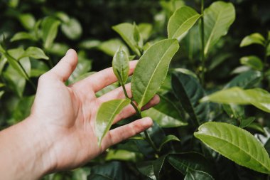 Yeşil çay bud ve taze el bırakır. Çay tarlaları. yeşil arka kapatmak