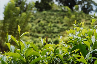 sonra yağmur yeşil arka arka plan kadar çay plantasyon yakın kadar kapatmak