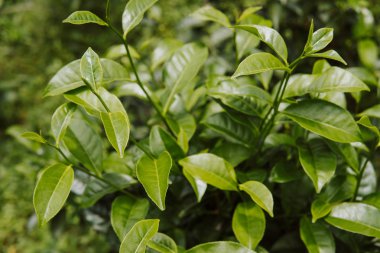 yakın çekim yeşil çay çay plantasyon sabah, seçici odak yeşil arka plan kalkıyor.