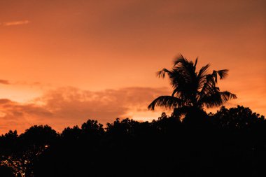 Gün batımında güneş ışığı alan tropikal palmiye ağaçlarının gölgelerini kopyala ve soyut bir zemin oluştur. Yaz tatili ve doğa yolculuğu macera konsepti. Klasik ton filtre efekti renk biçimi.