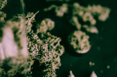 Esrar tomurcukları makro esrar esrar esrar huysuz yeşil sesi insanın elinde