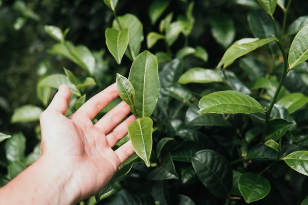 Tea leave in hand the field close up green background