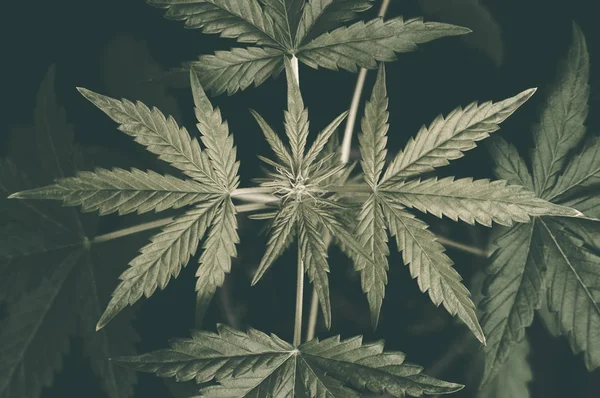 Cannabis planta crescendo ao ar livre em um eixo de luz de perto — Fotografia de Stock