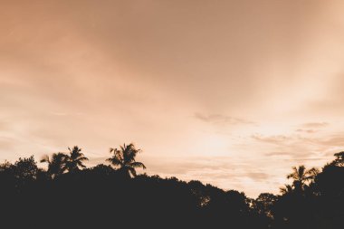 Tropikal palmiye ağaçlarıyla okyanusun üzerinde gün batımı silüet panorama