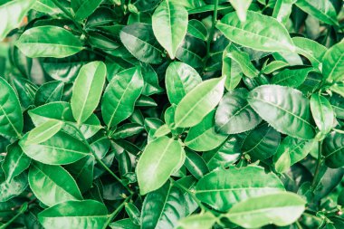 sonra yağmur yeşil arka arka plan kadar çay plantasyon yakın kadar kapatmak