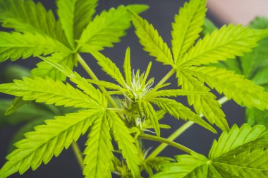 Esrar çiçek grow ışıklar altında Tko rezerv kapalı yüzme groow tarafından yetiştirilen