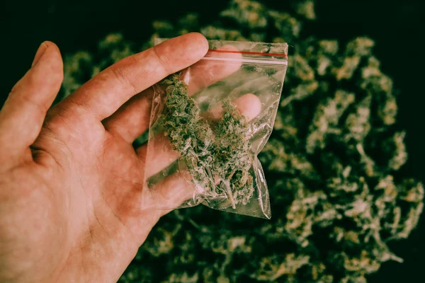 Cannabis buds in hand and weed moody green tone close up of marijuana — Stock Photo, Image