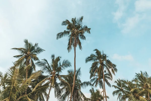 Cocotiers sur plage tropicale vintage nostalgique film couleur filtré — Photo