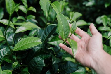 Çay el alanı bırakın kadar yeşil arka planı kapat