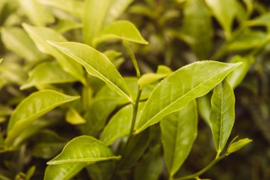 Çay bud ve yaprakları kadar kapatın. Çay tarlaları, Sri Lanka yeşil arka plan