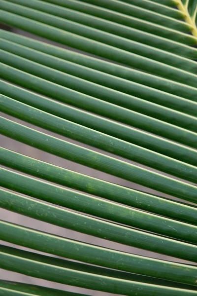 Tekstur dan pola daun palem. lembar palem kelapa tembakan makro — Stok Foto