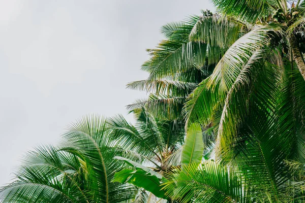 Palmier tropical avec lumière du soleil bokeh coloré sur le coucher du soleil ciel nuage fond abstrait. Vacances d'été et voyage nature concept d'aventure. Style de couleur effet filtre ton vintage . — Photo