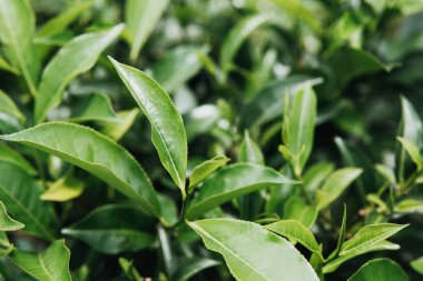 çay mate plantasyon yeşil arka kapatmak