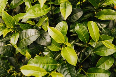 çay mate plantasyon yeşil arka kapatmak