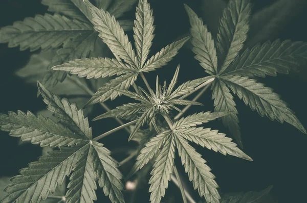 Planta de cannabis em uma panela em um fundo preto, vista superior. Folhas de maconha de perto — Fotografia de Stock
