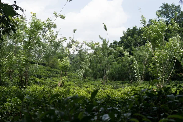 Fresh green tea leaves at plantation under sunset sky. Nature landscape of Cameron highlands, Malaysia close up green background — Stock Photo, Image