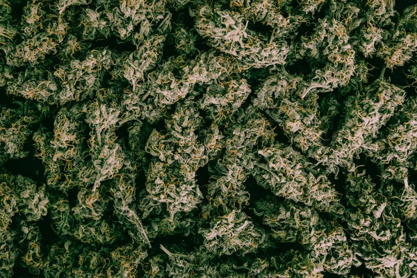 Background buds top view and weed and buds moody green tone Macro of marijuana joints — Stock Photo, Image