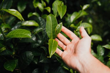 tepe çay yaprakları çay plantasyon alan grubundaki elinde kapatın. sabah ateş. yeşil arka plan