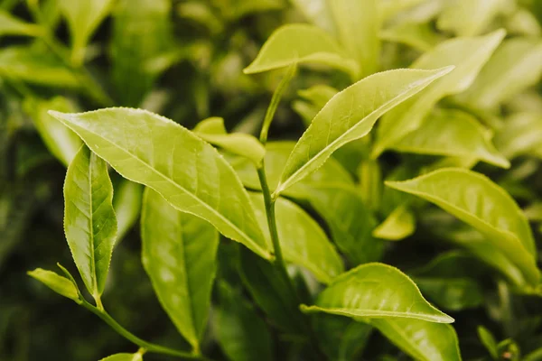 Tea leave in the field close up green background