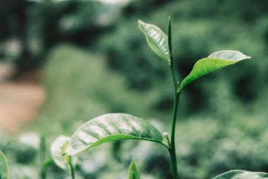 tepe çay yaprakları çay plantasyon alan grubundaki kapatın. sabah ateş. yeşil arka plan