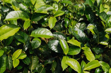 Yeşil çay yaprakları çay plantasyon içinde kadar sabah, seçici odak yeşil arka plan kapatın