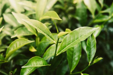 çay mate plantasyon yeşil arka kapatmak
