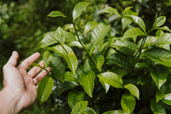 tepe çay yaprakları çay plantasyon alan grubundaki elinde kapatın. sabah ateş. yeşil arka plan