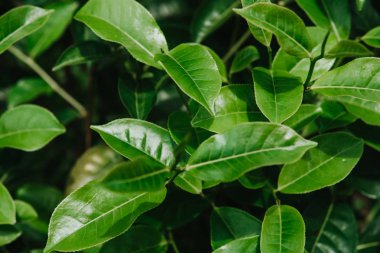 Yeşil çay bud ve taze yaprakları. Çay tarlaları. yeşil arka kapatmak