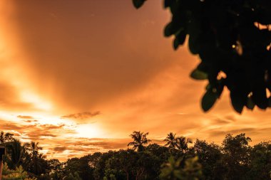 Güzel tropikal Hindistan cevizi palmiye ağacı üzerinde sky - Vintage filtre