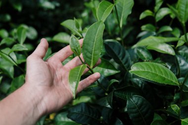 Çay bud ve yaprakları kadar elinde kapatın. Çay tarlaları, Sri Lanka yeşil arka plan