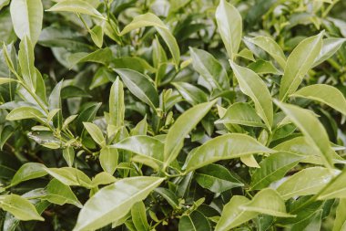 tepe çay çay plantasyon alan çiftlikte bırakır. sabah ateş.