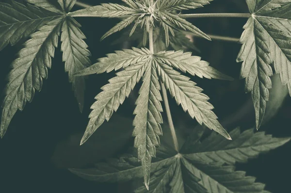 Cannabis planta crescendo ao ar livre em um eixo de luz indor groow — Fotografia de Stock