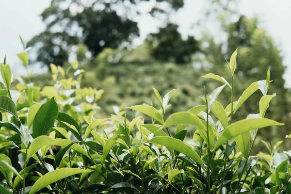 Green tea bud and fresh leaves. Tea plantations. close up green background