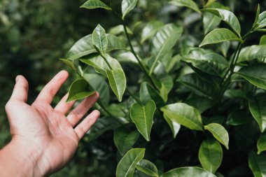 yakın kadar elinde çay bitki yeşil renkli yaprakları
