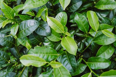 Yeşil çay bud ve taze yaprakları kadar kapatın. Çay tarlaları. Küçük yeşil arka plan derinliği