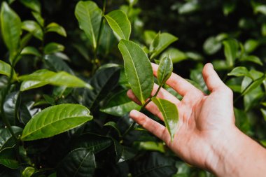 Yeşil çay yaprakları elinde çay plantasyon sabah, seçici odak yeşil arka plan kapatın.