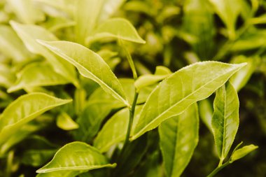 Yeşil çay yaprakları çay plantasyon içinde kadar sabah, seçici odak yeşil arka plan kapatın