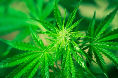 Esrar bırakır. Kapalı ekimi büyüyen. Ot dikim. Yeşil arka plan. Esrar ve bitkiler kapatın. Tıbbi esrar ve marihuana yasallaştırma. Esrar çiçekler.