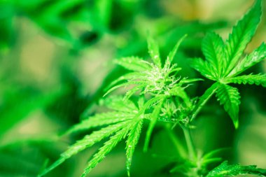 Esrar çiçekler. Esrar ve bitkiler kapatın. Tıbbi esrar ve marihuana yasallaştırma. Esrar bırakır. Kapalı ekimi büyüyen. Ot dikim. Yeşil arka plan.