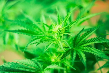 Ot dikim. Üstten görünüm. Yeşil arka plan. Esrar çiçekler. Esrar ve bitkiler kapatın. Kapalı ekimi büyüyen. Tıbbi esrar ve marihuana yasallaştırma. Marihuana yaprağı.