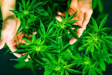 Esrar bırakır. Ot dikim. Kapalı ekimi büyüyen. Esrar ve bitkiler kapatın. Üstten görünüm. Esrar çiçekler. Yeşil arka plan. Tıbbi esrar ve marihuana yasallaştırma.