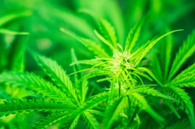 Esrar çiçekler. Esrar bırakır. Kapalı ekimi büyüyen. Tıbbi esrar ve marihuana yasallaştırma. esrar ve bitkiler kapatın. Ot dikim. Yeşil arka plan. Yakın çekim. Ot Cbd.