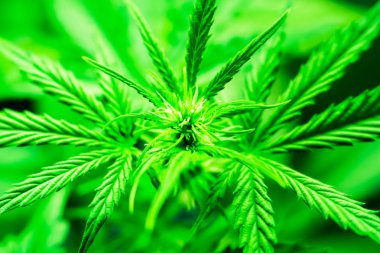 Yeşil arka plan. Esrar çiçekler. Esrar bırakır. Esrar ve bitkiler kapatın. Kapalı ekimi büyüyen. Tıbbi esrar ve marihuana yasallaştırma. Ot dikim.