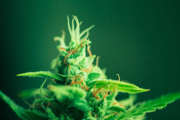 Cultivo de interior. Plantando hierba. Fondo verde. Las plantas de marihuana cierran. Cannabis medicinal y legalización de la marihuana. Flores de cannabis. Hojas de marihuana . — Foto de Stock