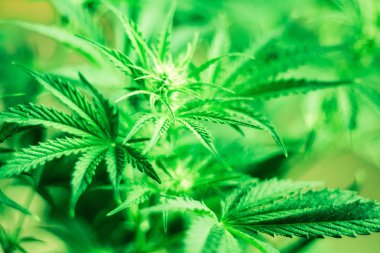 Esrar çiçekler. Esrar ve bitkiler kapatın. Kapalı ekimi büyüyen. Tıbbi esrar ve marihuana yasallaştırma. Esrar bırakır. Ot dikim. Üstten görünüm. Yeşil arka plan.