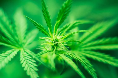 Kapalı ekimi büyüyen. Tıbbi esrar ve marihuana yasallaştırma. Ot dikim. Yeşil arka plan. Esrar çiçekler. Esrar bırakır. Esrar ve tesisleri kapatmak.