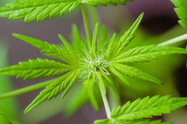 Kenevir yaprakları, üst görünüm, arkaplan resmi veya duvar kağıdı. tematik fotoğraf keneviri ve marihuana DRUG veya teknik